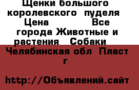 Щенки большого (королевского) пуделя › Цена ­ 25 000 - Все города Животные и растения » Собаки   . Челябинская обл.,Пласт г.